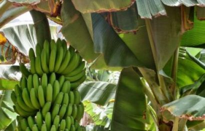 Auf in das Land wo die Bananen blühn - 8 abwechslungsreiche und erholsame Tage